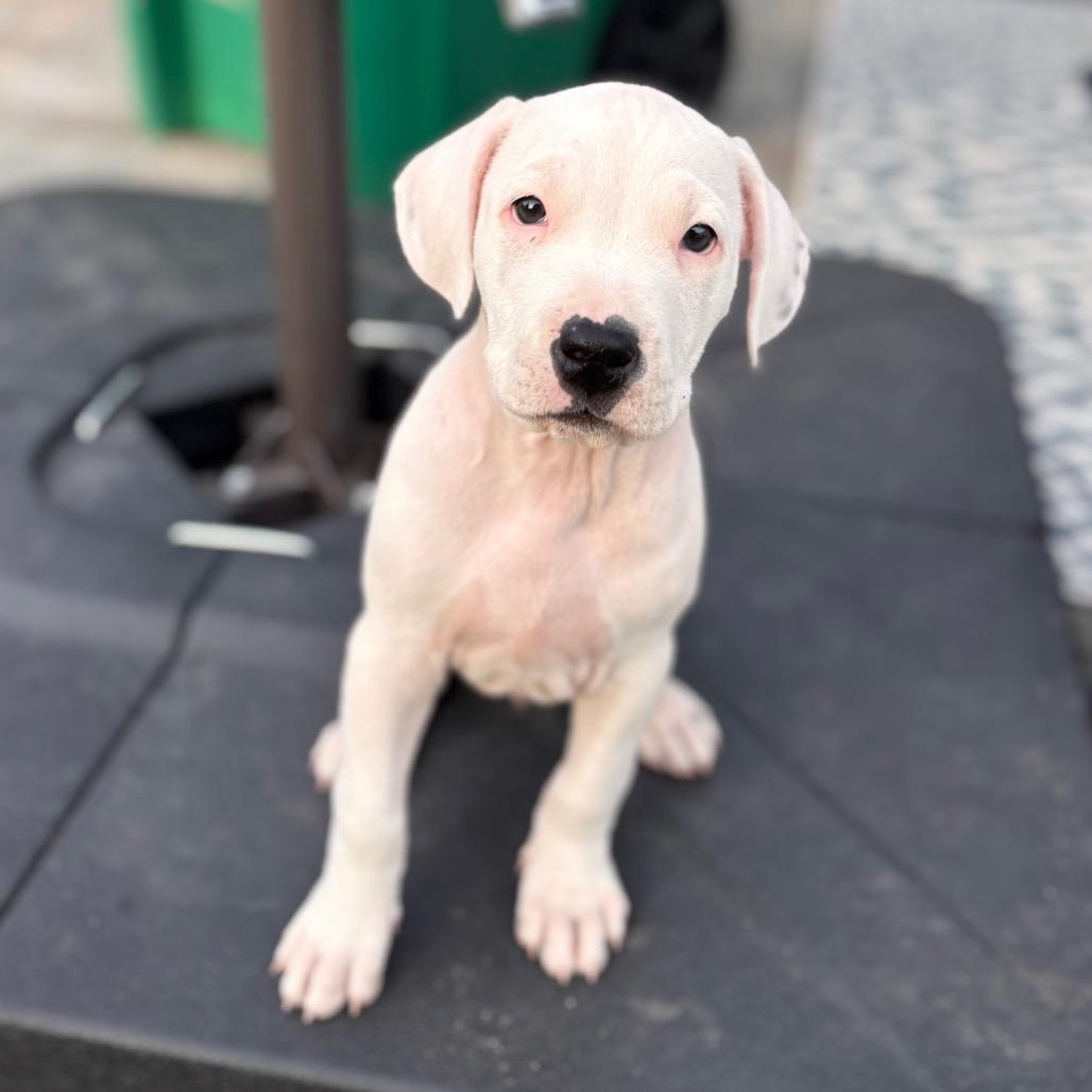 Vishnu, Adoptable, Puppy Male Boxer & American Staffordshire Terrier.