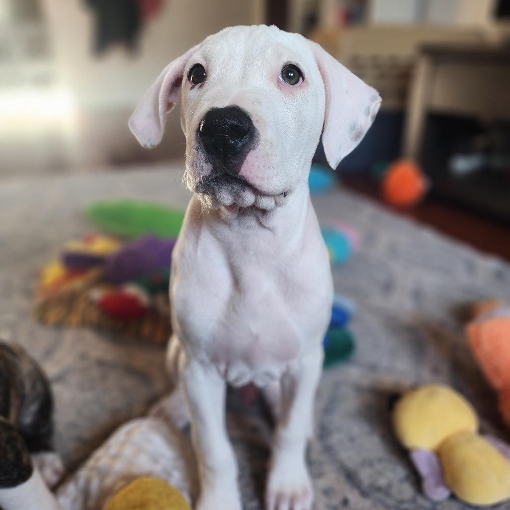 Enlarge Vishnu, a Adoptable mixed breed in San Diego, CA image 2/6