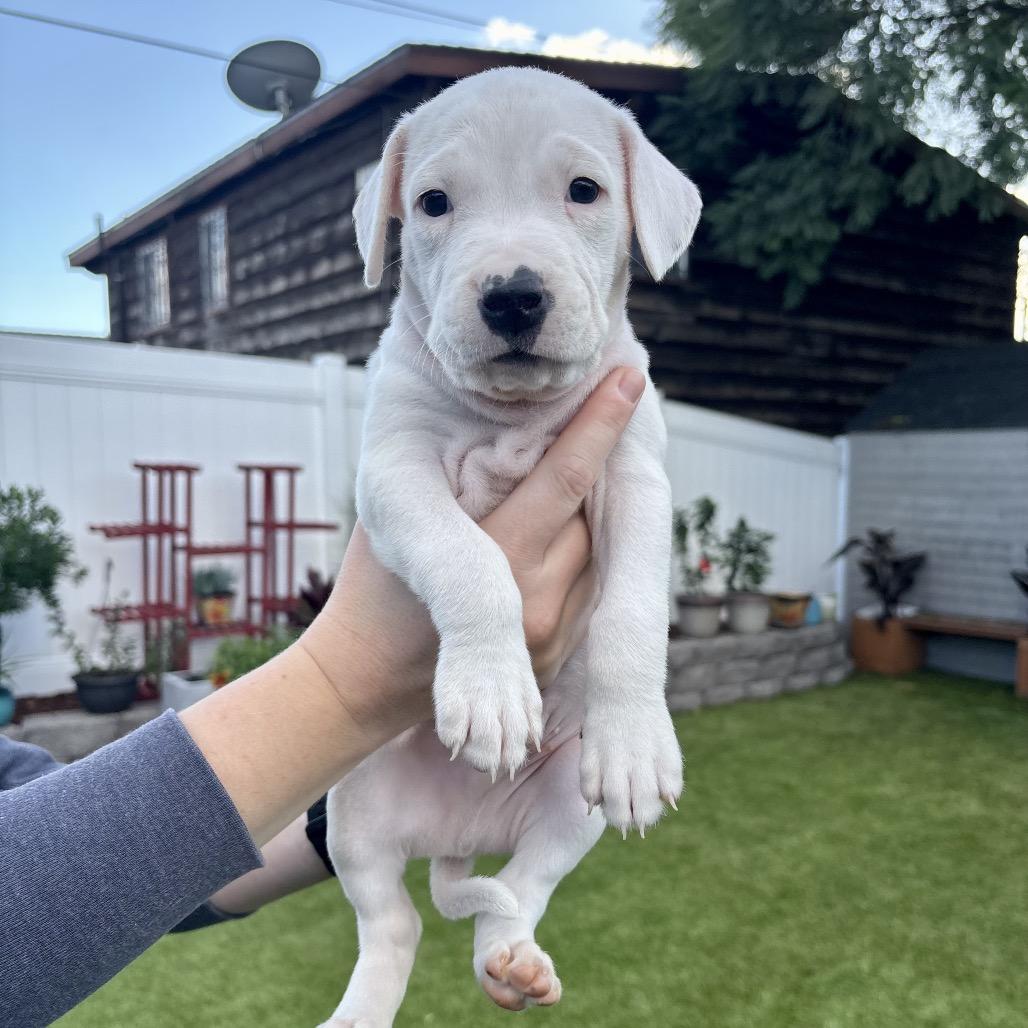 Enlarge Vishnu, a Adoptable mixed breed in San Diego, CA image 3/6