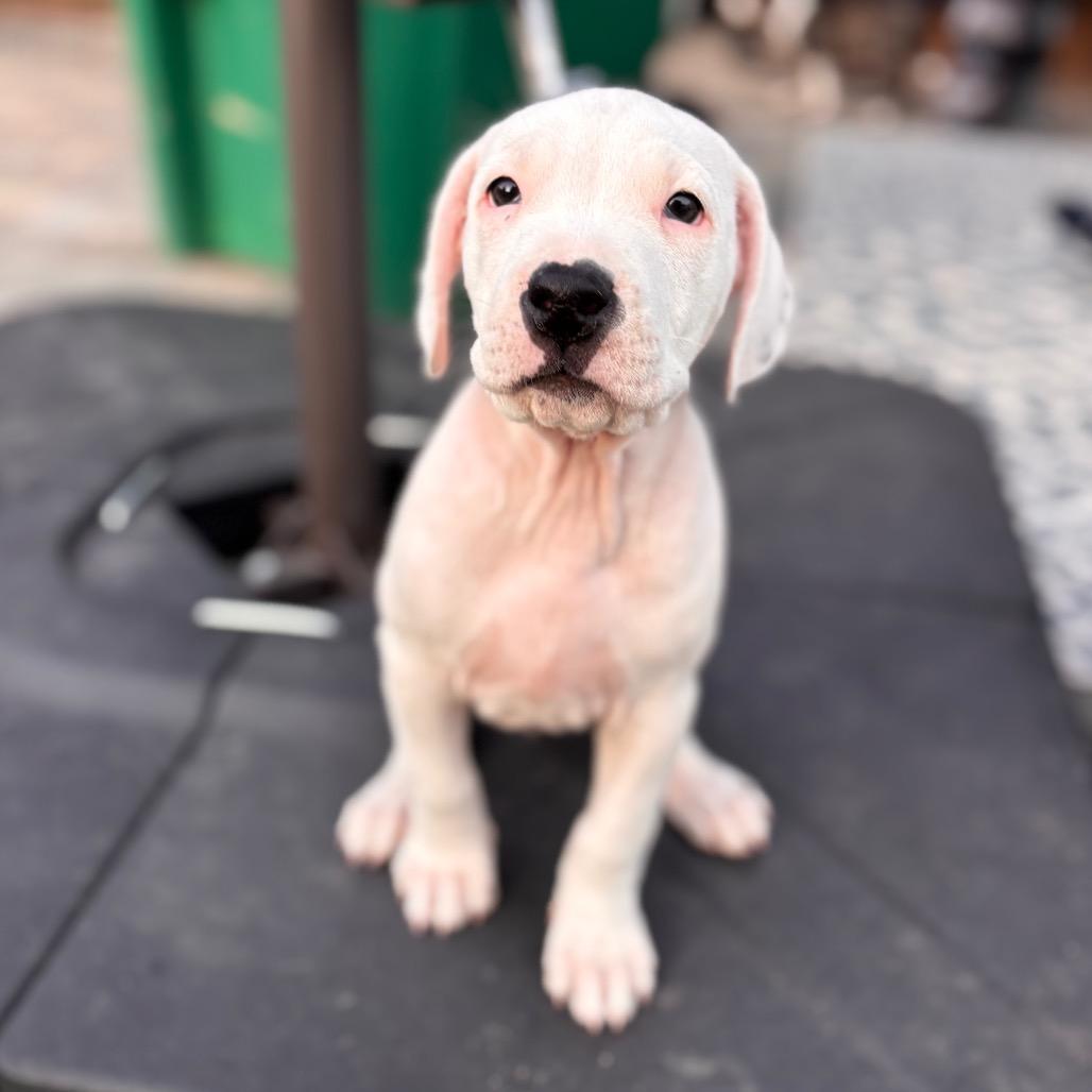 Enlarge Vishnu, a Adoptable mixed breed in San Diego, CA image 4/6