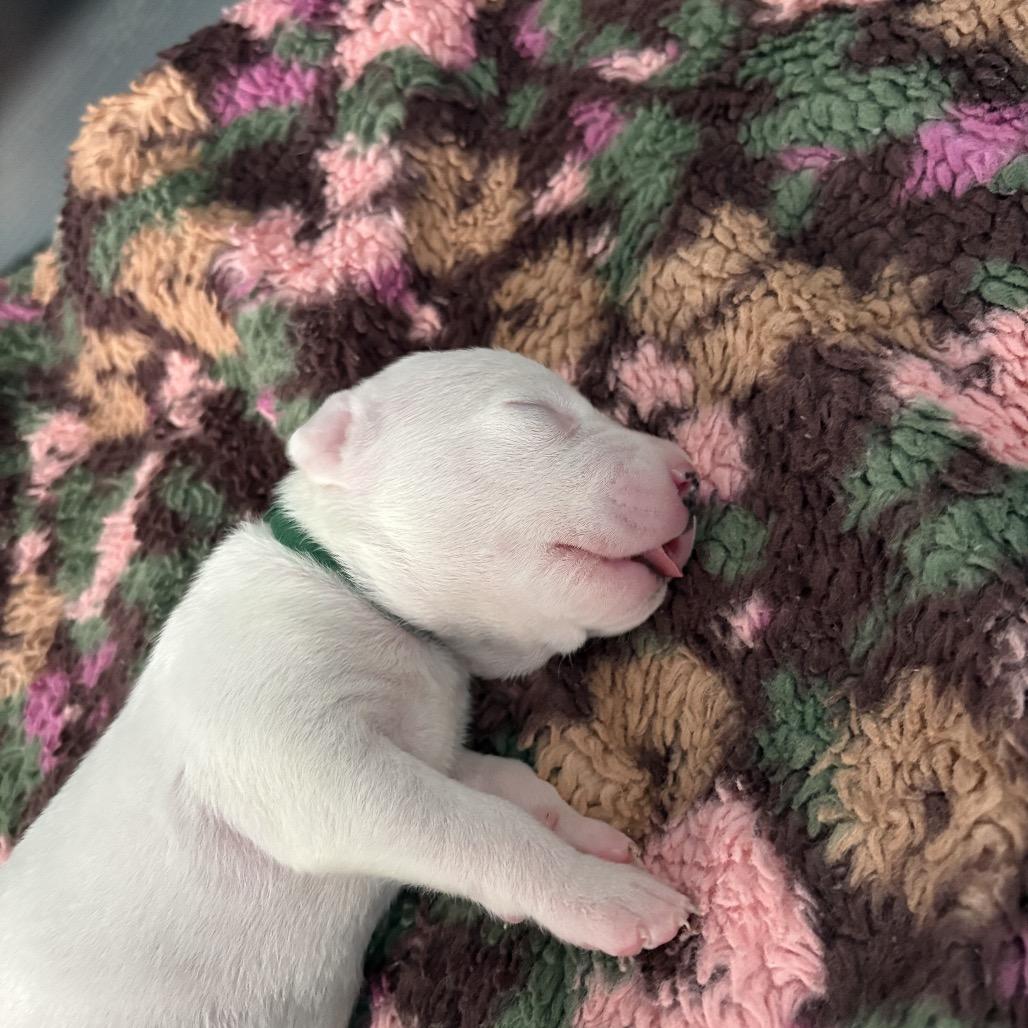 Enlarge Vishnu, a Adoptable mixed breed in San Diego, CA image 5/6