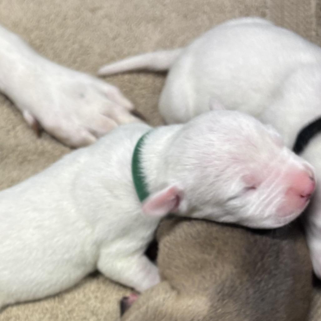 Enlarge Vishnu, a Adoptable mixed breed in San Diego, CA image 6/6