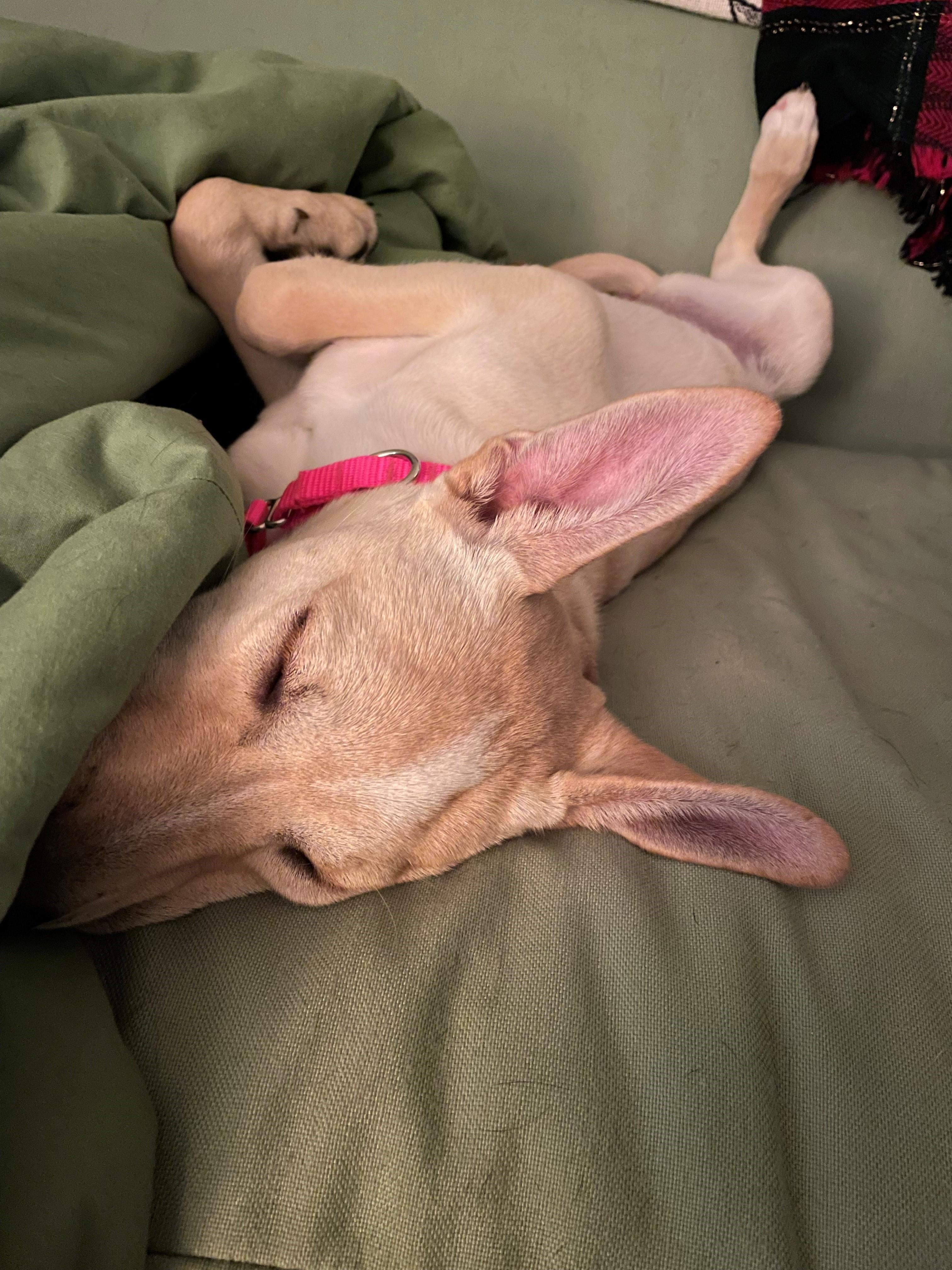 Tori Ginger Spice - Local Star, a Adoptable mixed breed in Andover, MA image 6/6