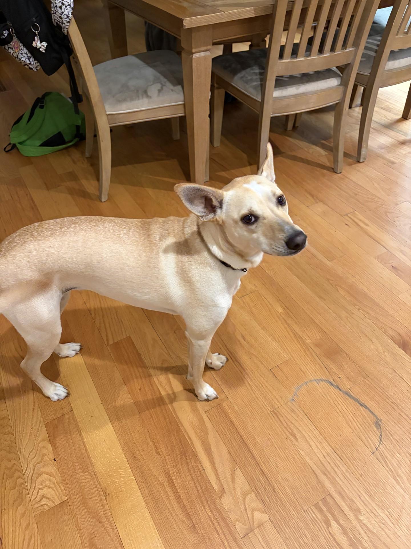 Tori Ginger Spice - Local Star, a Adoptable mixed breed in Andover, MA image 3/6