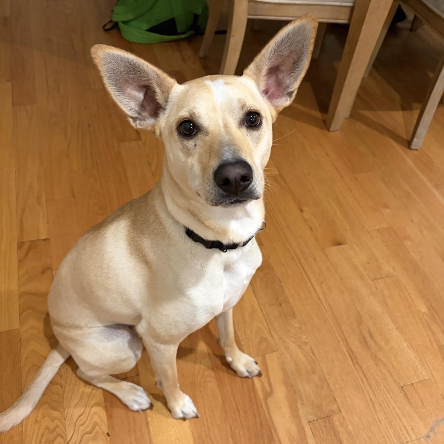 Tori Ginger Spice - Local Star, a Adoptable mixed breed in Andover, MA image 1/6
