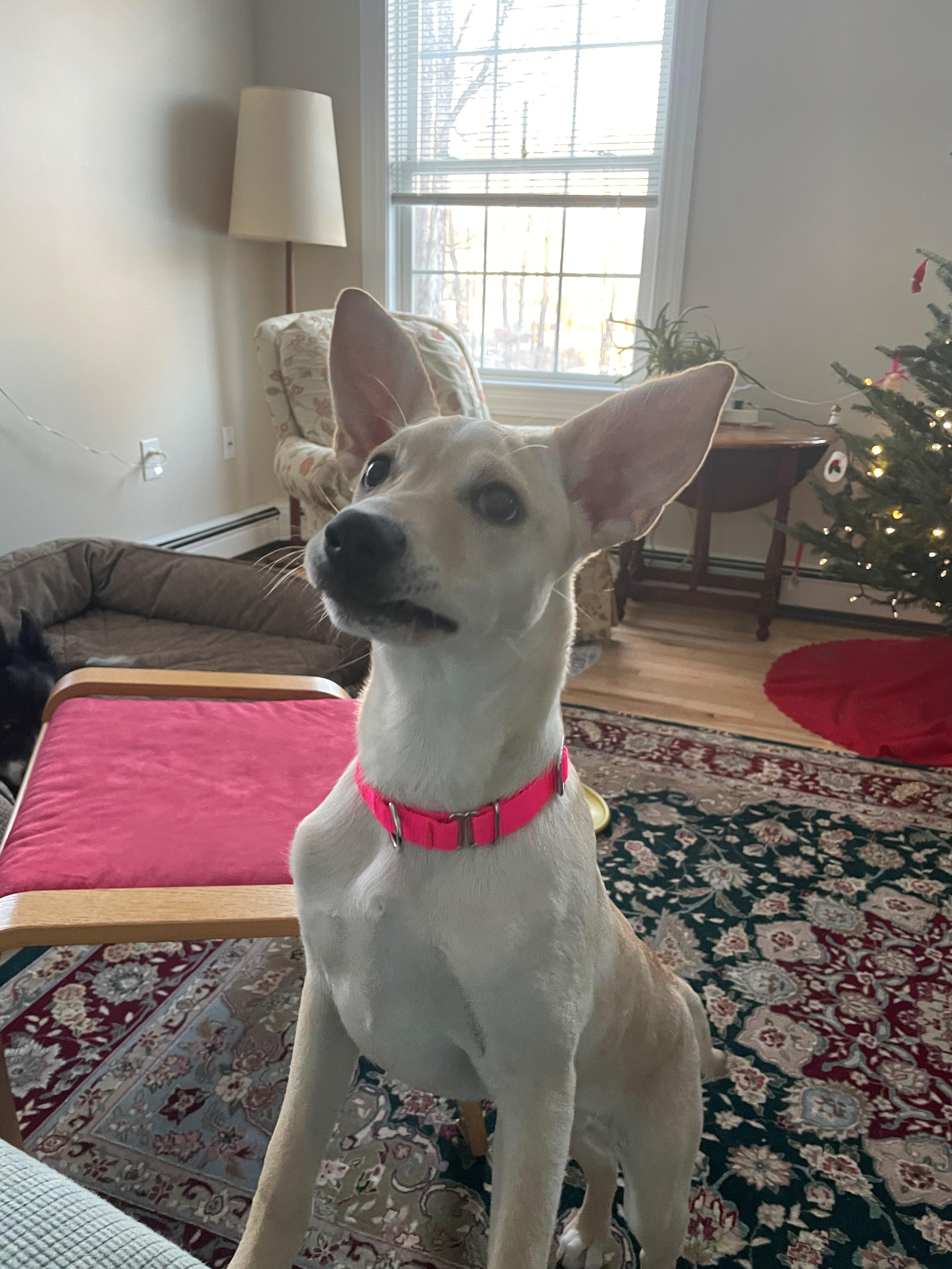 Tori Ginger Spice - Local Star, a Adoptable mixed breed in Andover, MA image 5/6