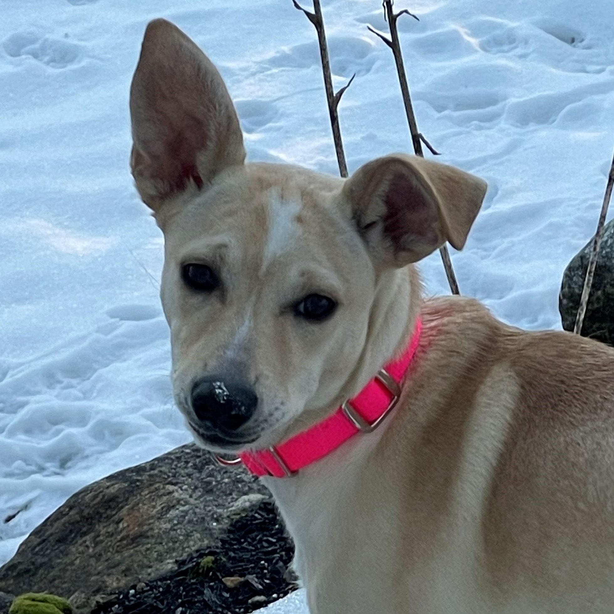 Tori Ginger Spice - Local Star, a Adoptable mixed breed in Andover, MA image 4/6