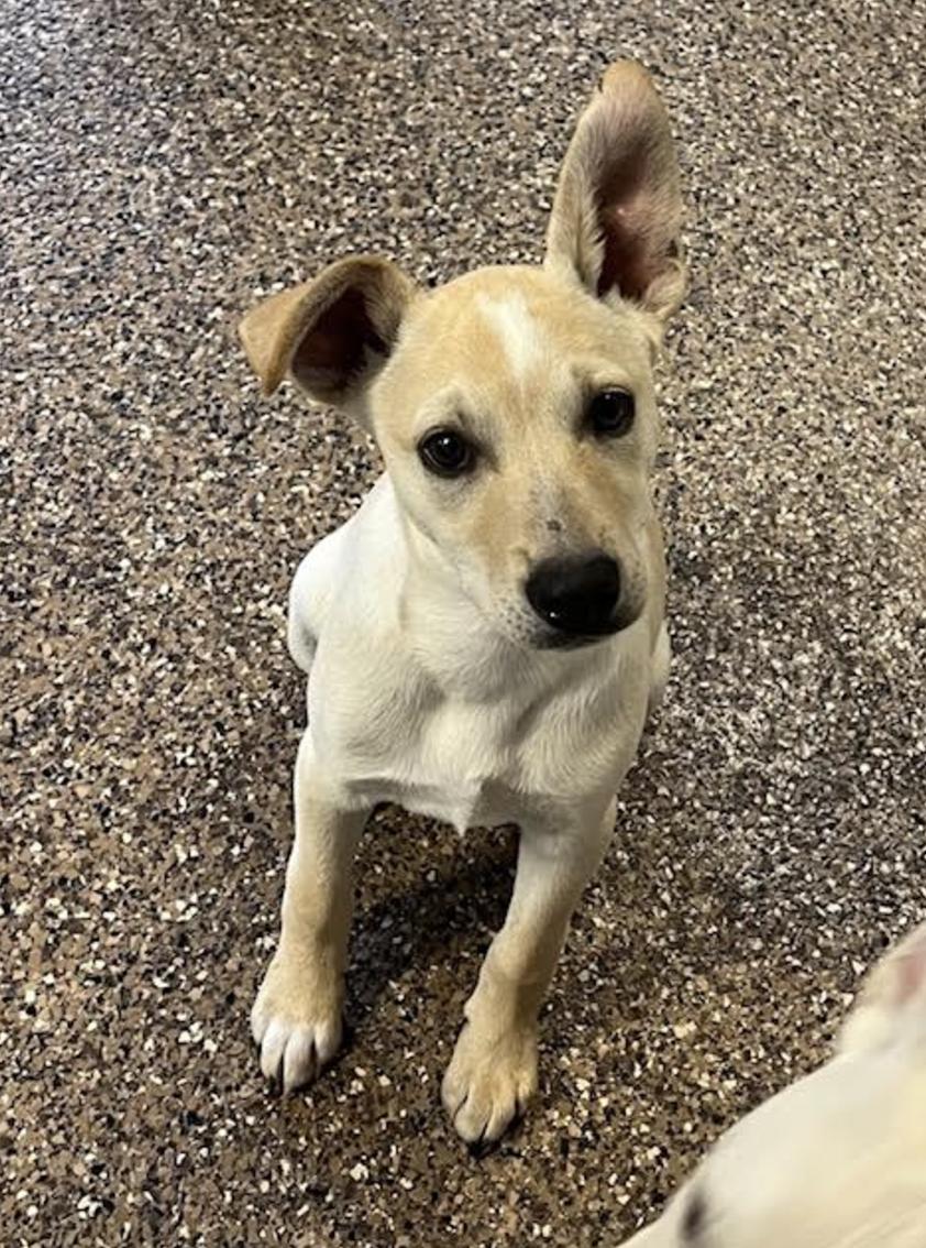 Tori Ginger Spice - Local Star, a Adoptable mixed breed in Andover, MA image 2/6