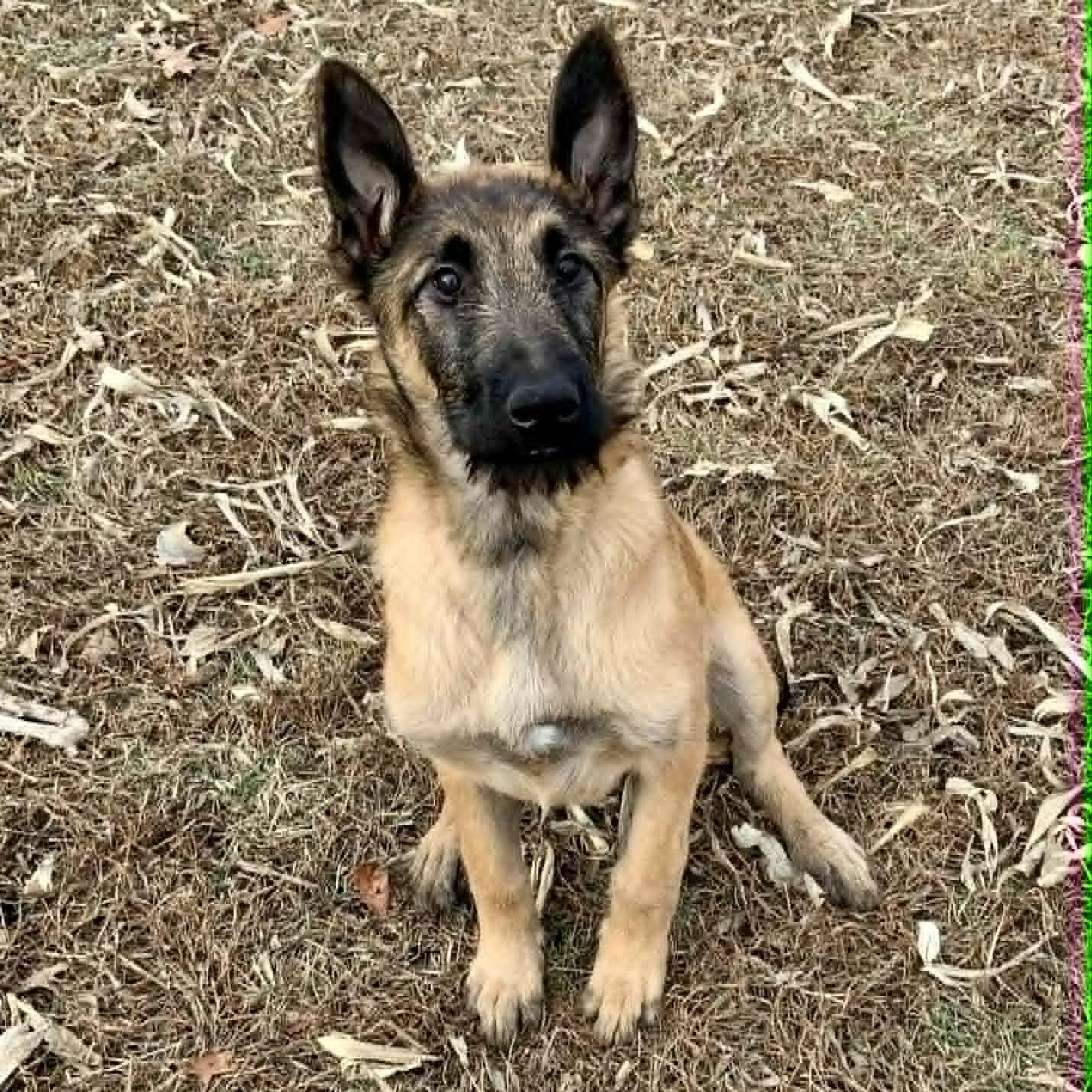 Enlarge Annika, an adopted mixed breed in Rushville, IL image 1/5