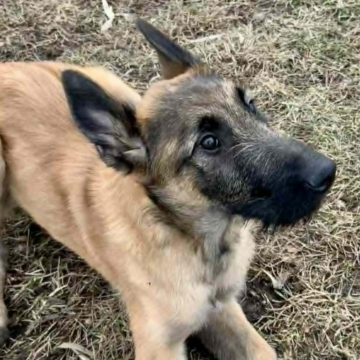 Enlarge Annika, an adopted mixed breed in Rushville, IL image 3/5