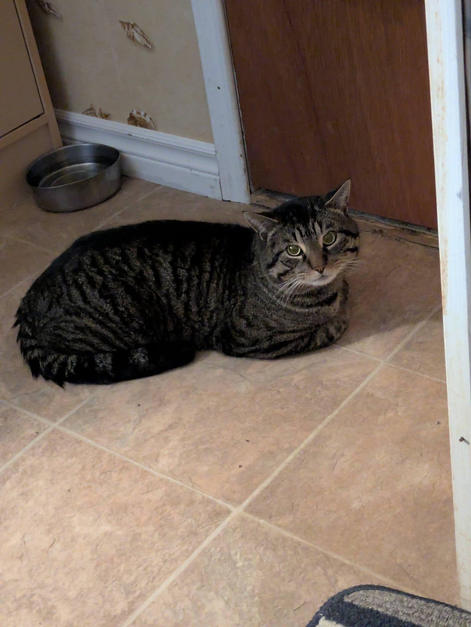 Enlarge Tyson, a ADOPTABLE Domestic Short Hair in Spencerville, ON image 2/4