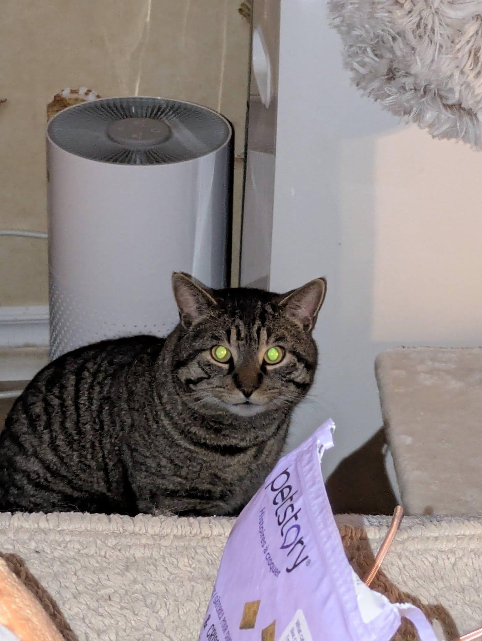 Enlarge Tyson, a ADOPTABLE Domestic Short Hair in Spencerville, ON image 4/4