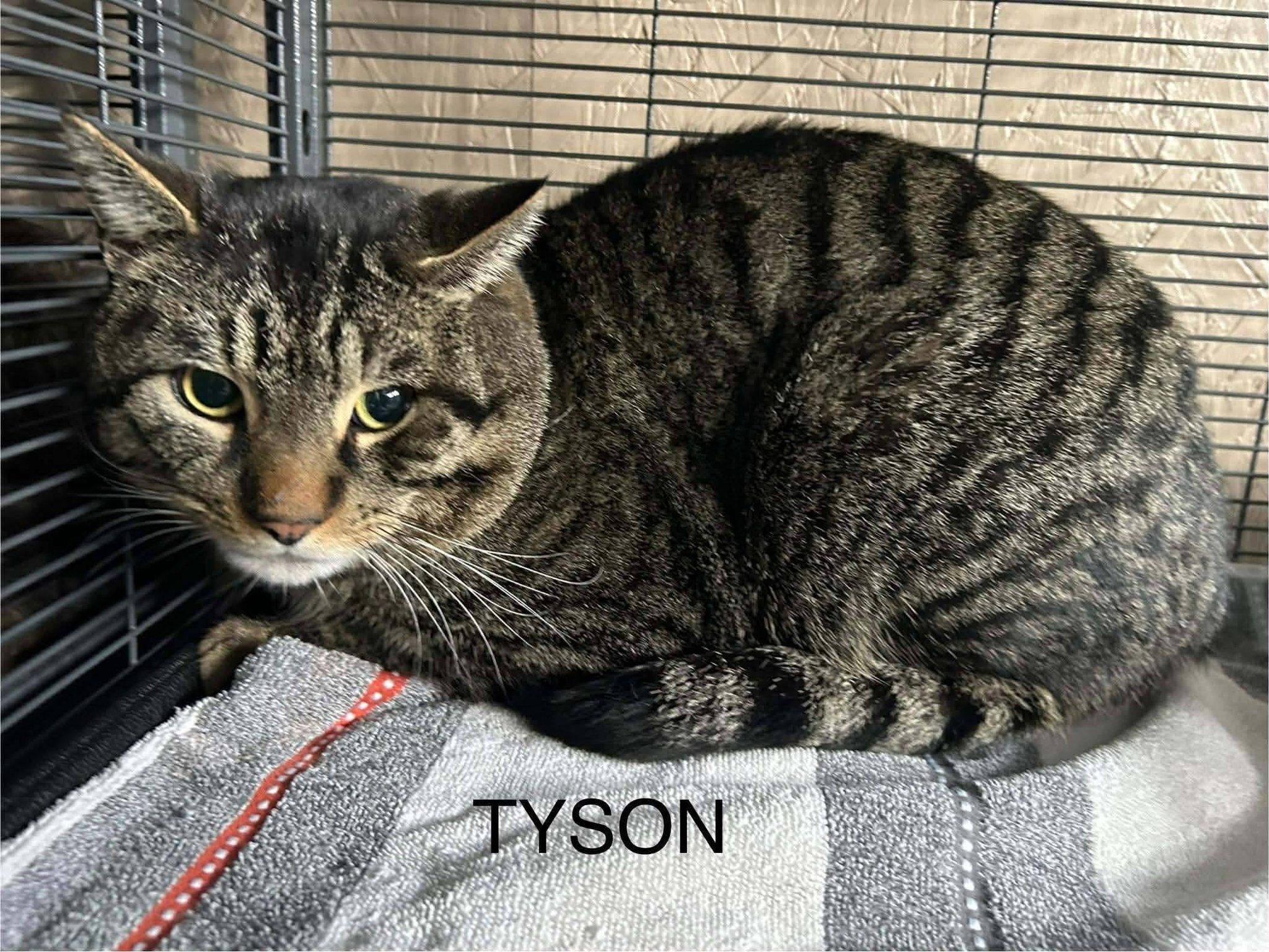 Enlarge Tyson, a ADOPTABLE Domestic Short Hair in Spencerville, ON image 3/4