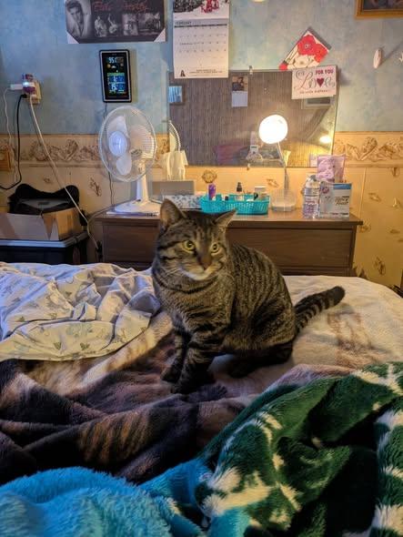 Enlarge Tyson, a ADOPTABLE Domestic Short Hair in Spencerville, ON image 1/4
