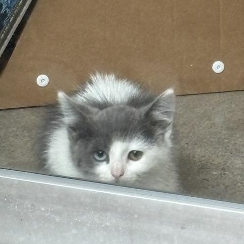 Enlarge Muffin (Heterochromia), a Adopted Domestic Short Hair in Hillsboro, OR image 3/5