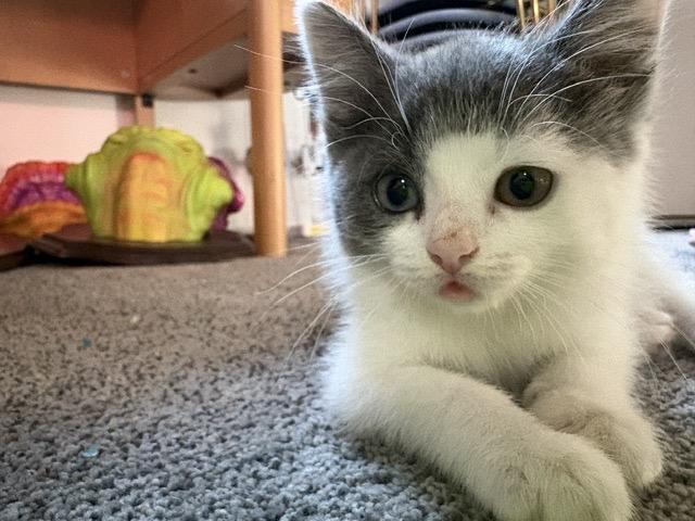 Enlarge Muffin (Heterochromia), a Adopted Domestic Short Hair in Hillsboro, OR image 4/5