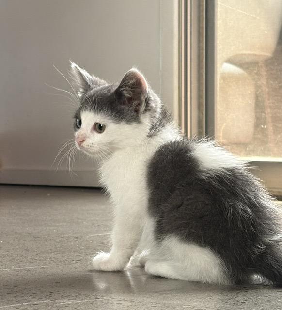 Enlarge Muffin (Heterochromia), a Adopted Domestic Short Hair in Hillsboro, OR image 2/5