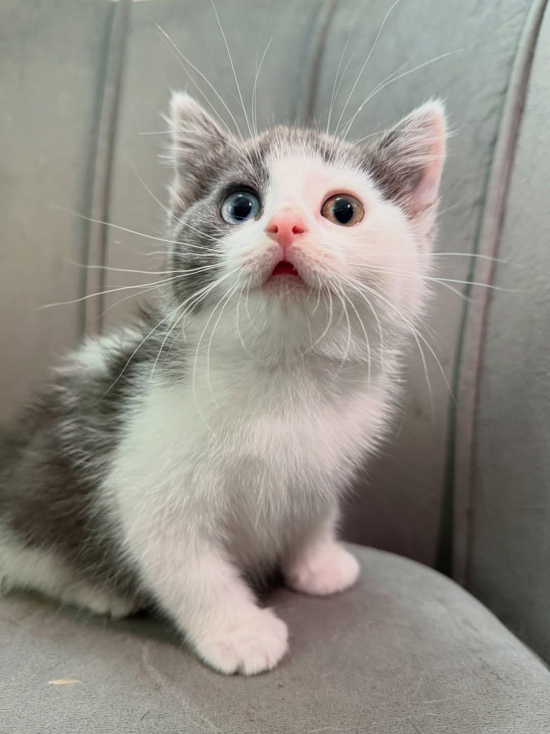 Muffin (Heterochromia), Adopted, Kitten Female Domestic Short Hair.