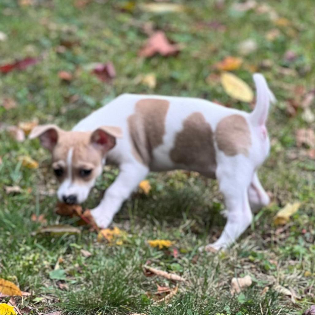 Enlarge Maci, a Adoptable Chihuahua in Enfield, NH image 1/2