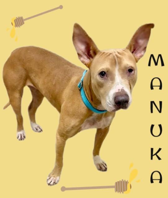 MANUKA, Adoptable, Young Female American Staffordshire Terrier & Mixed Breed.