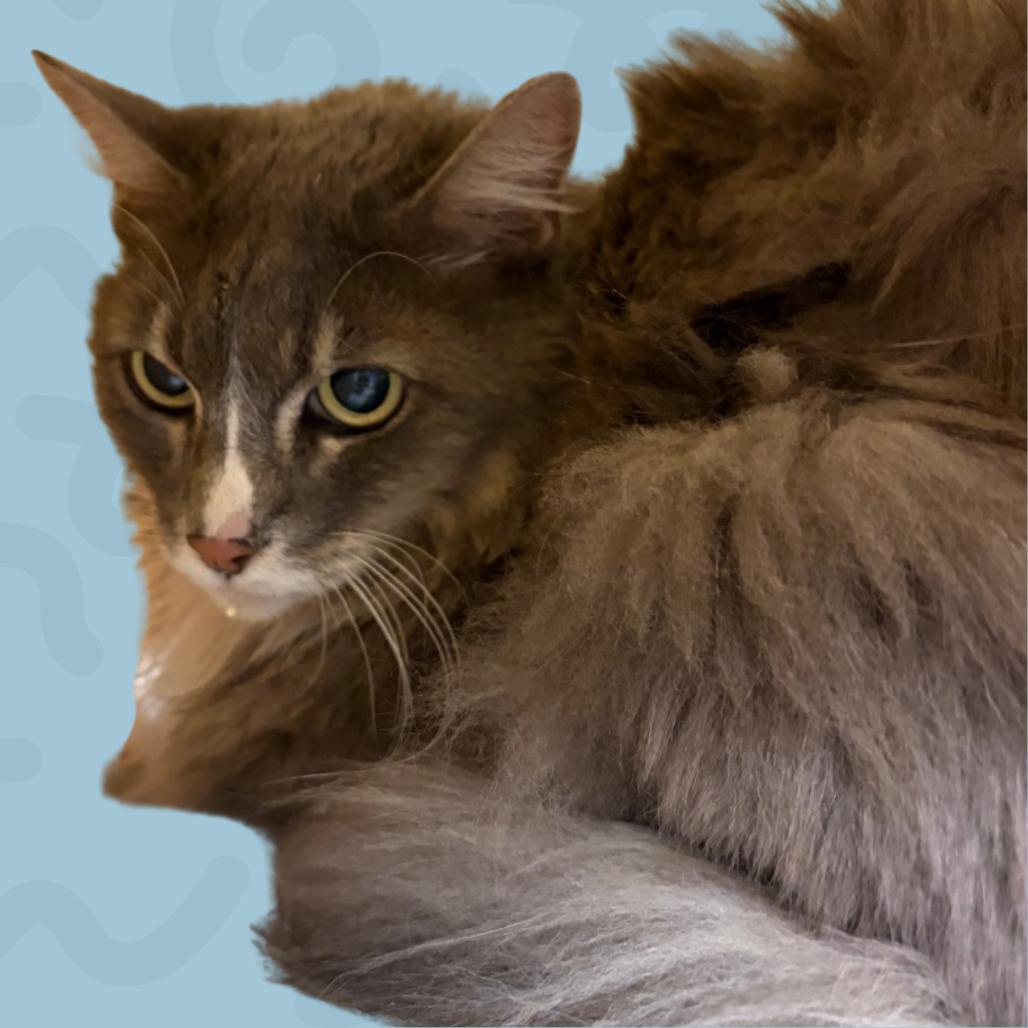 Enlarge Bella, a Adoptable Domestic Long Hair in Reno, NV image 2/2