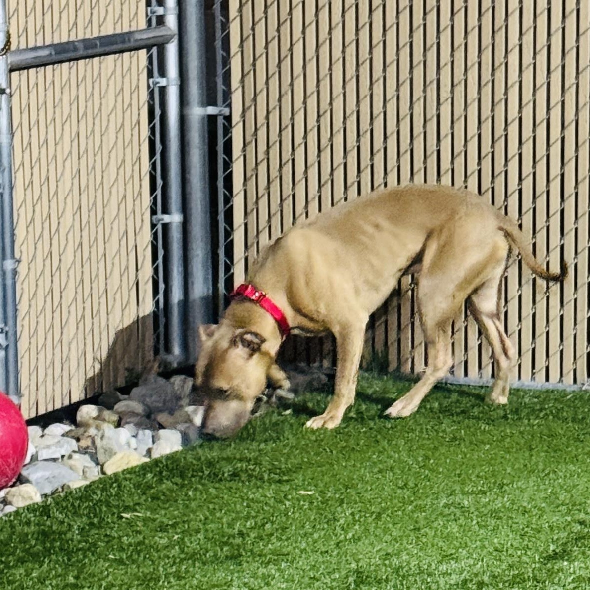 Enlarge Meet KANE - Fixed, friendly, housebroken and HANDSOME! Great Boy!, an adoption pending American Staffordshire Terrier in Clifton, NJ image 4/6