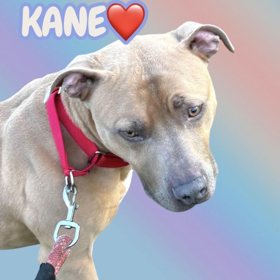Enlarge Meet KANE - Fixed, friendly, housebroken and HANDSOME! Great Boy!, an adoption pending American Staffordshire Terrier in Clifton, NJ image 1/6