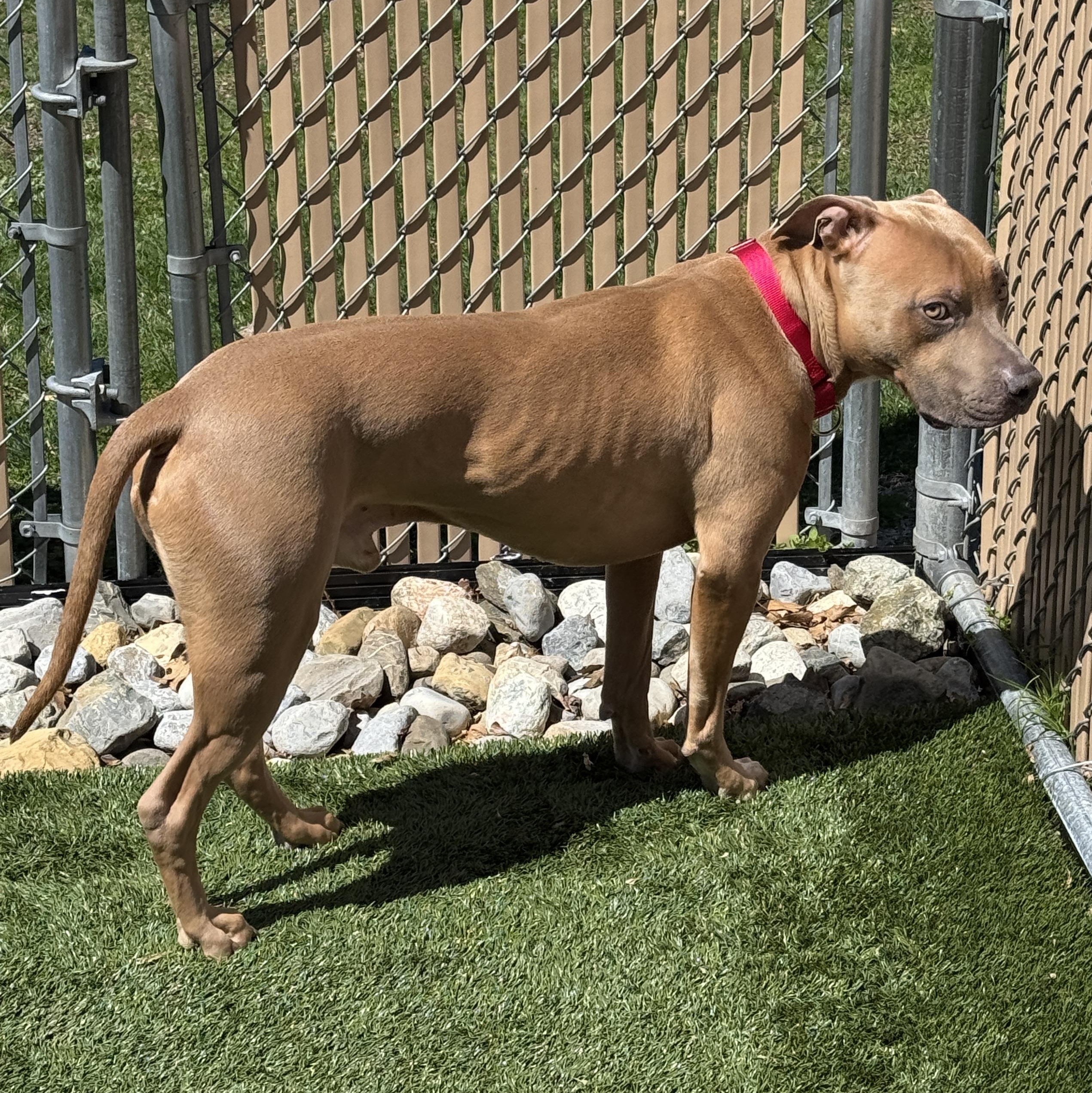 Enlarge Meet KANE - Fixed, friendly, housebroken and HANDSOME! Great Boy!, an adoption pending American Staffordshire Terrier in Clifton, NJ image 3/6