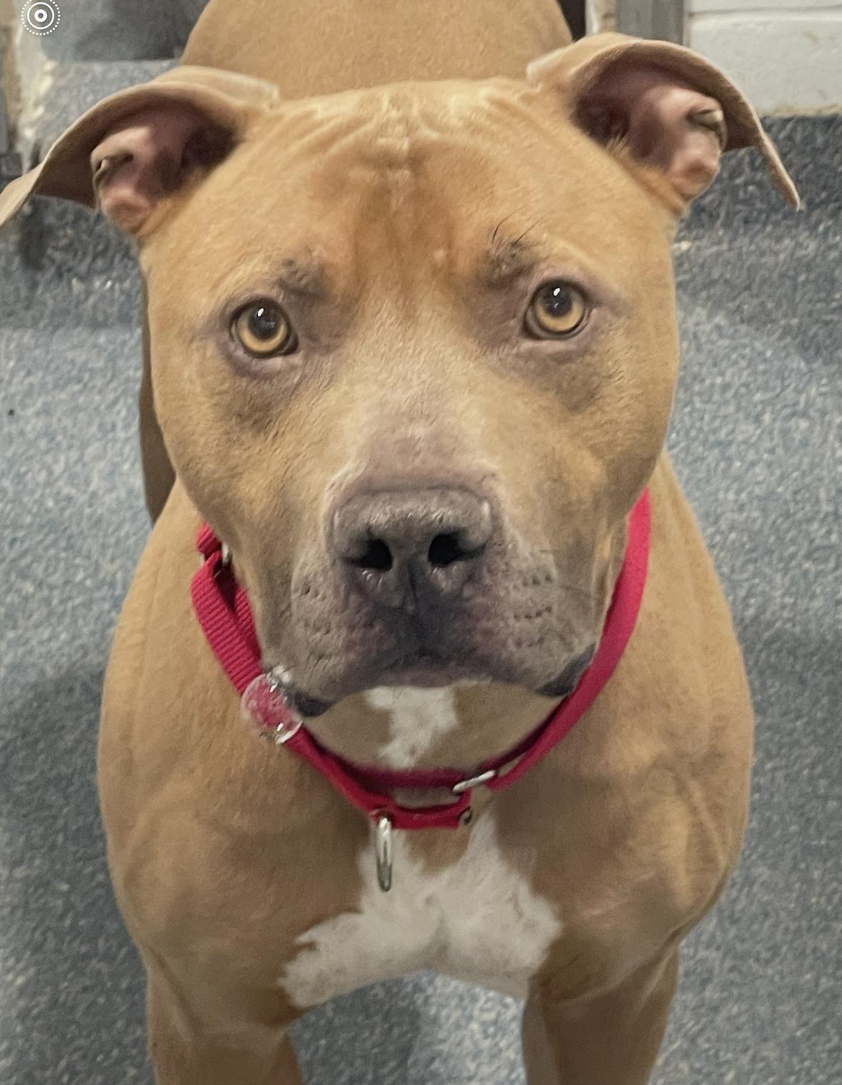 Enlarge Meet KANE - Fixed, friendly, housebroken and HANDSOME! Great Boy!, an adoption pending American Staffordshire Terrier in Clifton, NJ image 5/6