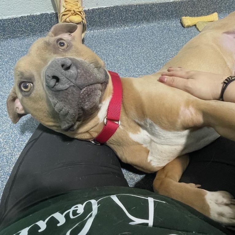 Enlarge Meet KANE - Fixed, friendly, housebroken and HANDSOME! Great Boy!, an adoption pending American Staffordshire Terrier in Clifton, NJ image 2/6