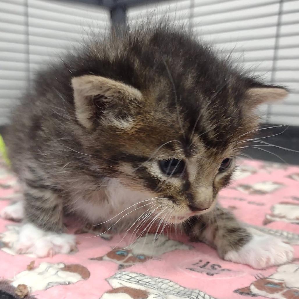 Enlarge Bean, a Adoptable Domestic Short Hair in Hannibal, MO image 1/3