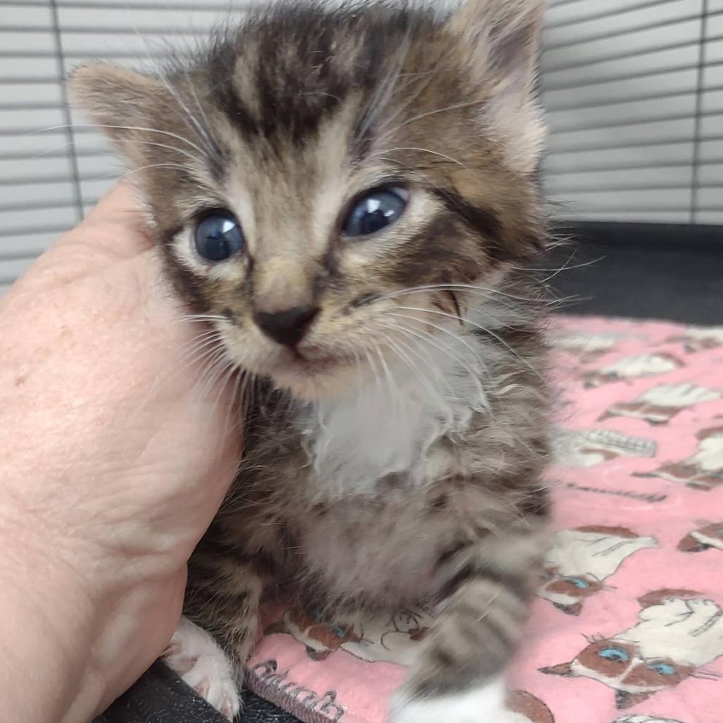 Enlarge Bean, a Adoptable Domestic Short Hair in Hannibal, MO image 2/3