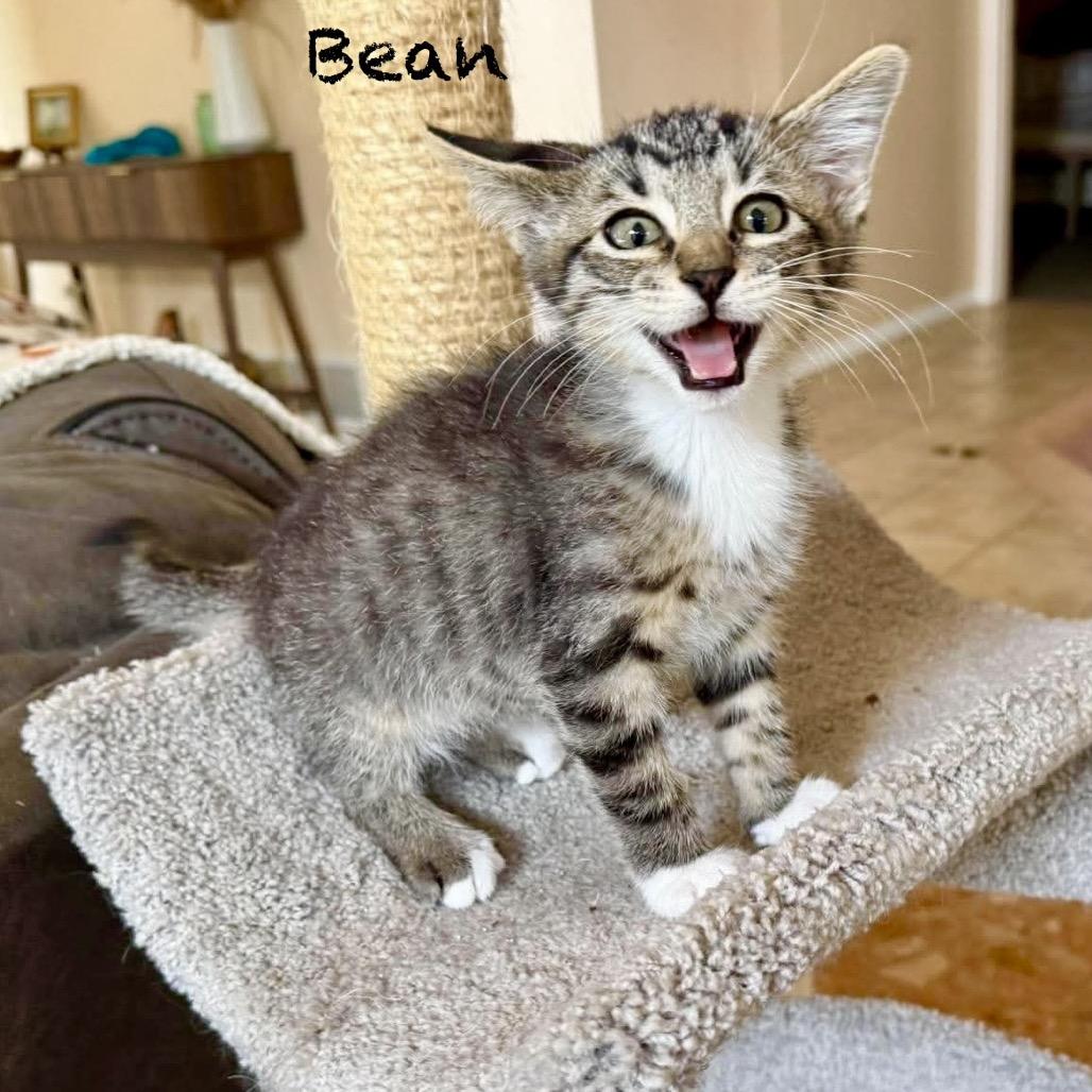 Enlarge Bean, a Adoptable Domestic Short Hair in Hannibal, MO image 3/3