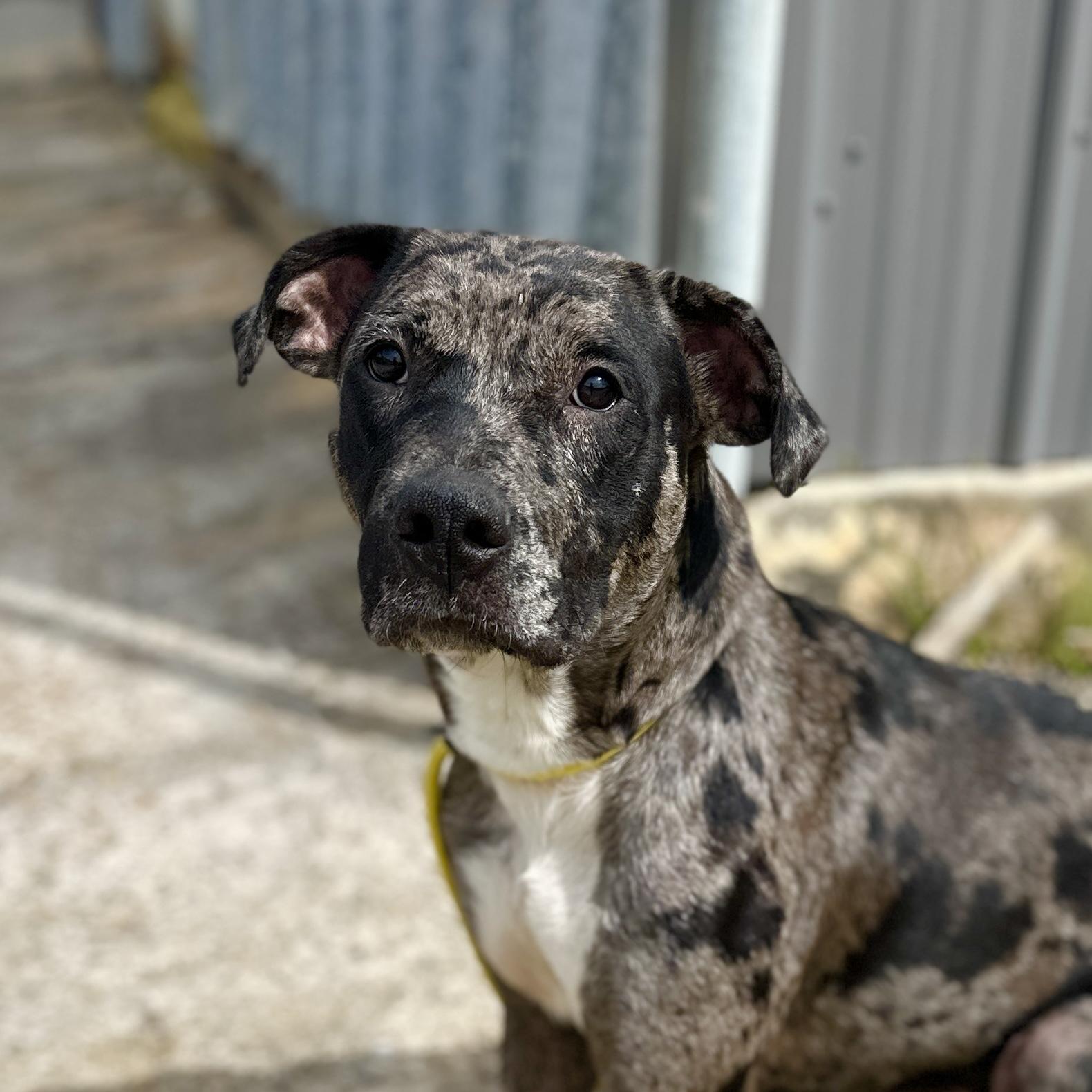 Enlarge Haven, a Adoptable mixed breed in Sayreville, NJ image 5/6