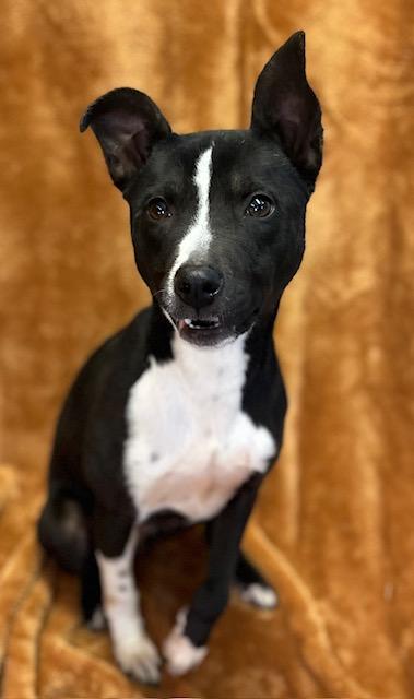 Susanna, Adoptable, Young Female Terrier & Mixed Breed.