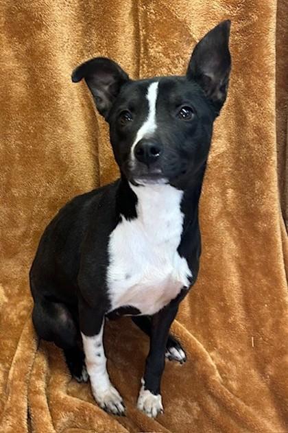 Susanna, a Adoptable mixed breed in West Memphis, AR image 2/3