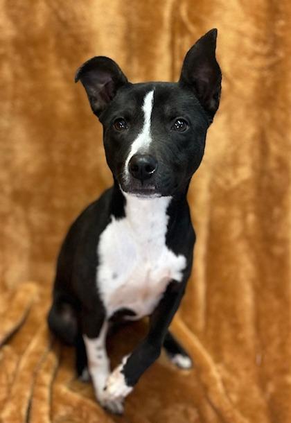 Susanna, a Adoptable mixed breed in West Memphis, AR image 3/3