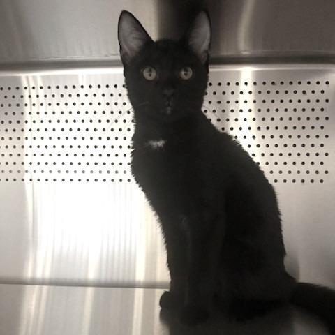 Enlarge Moon (5), a Adoptable Domestic Short Hair in Sarasota, FL image 1/4