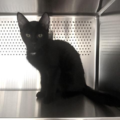 Enlarge Moon (5), a Adoptable Domestic Short Hair in Sarasota, FL image 2/4