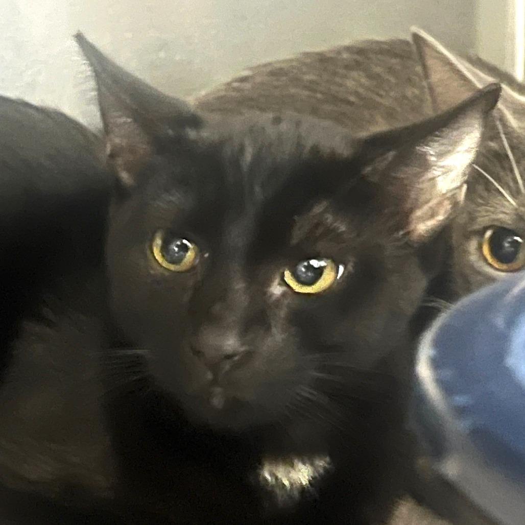 Enlarge Moon (5), a Adoptable Domestic Short Hair in Sarasota, FL image 3/4