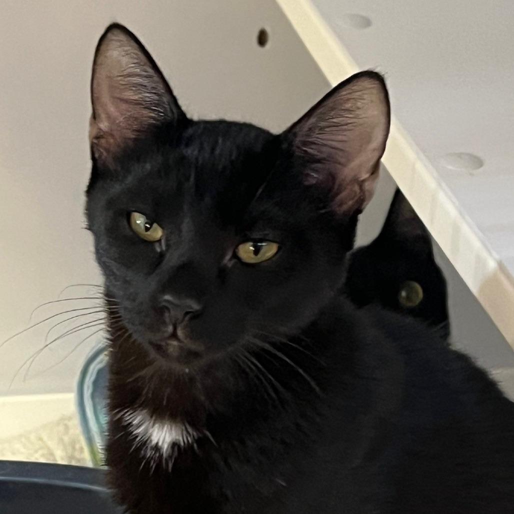 Enlarge Moon (5), a Adoptable Domestic Short Hair in Sarasota, FL image 4/4