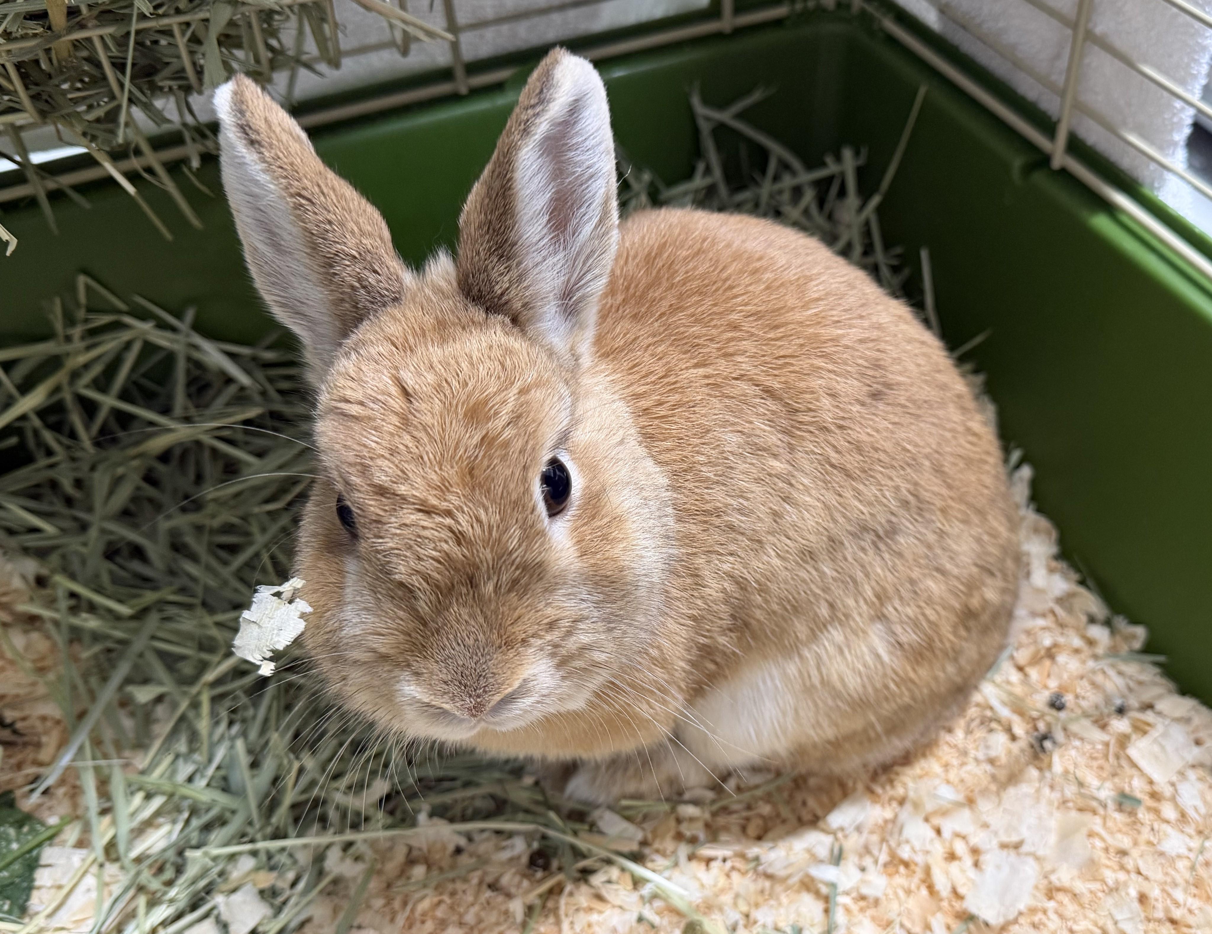 Moon - In a Foster Home, adoptable, Adult Male Bunny Rabbit.