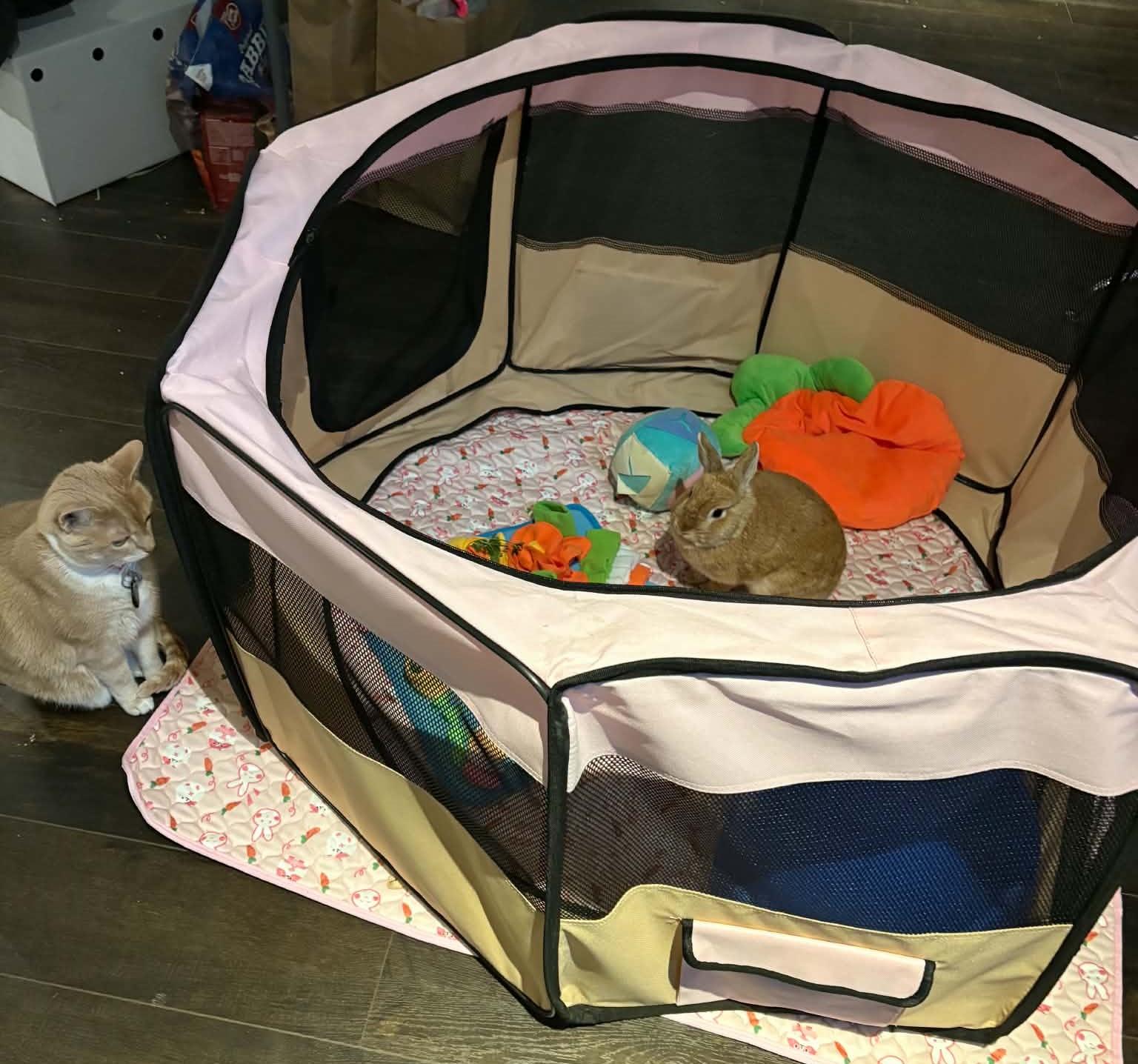 Enlarge Moon - In a Foster Home, an adoptable Bunny Rabbit in Mississauga, ON image 2/2