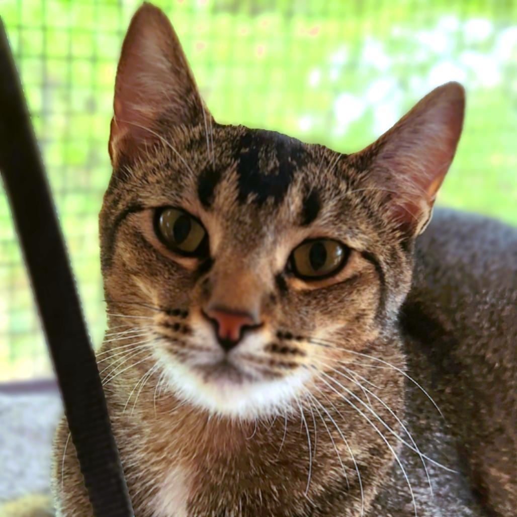 Emu, Adoptable, Adult Female Abyssinian & Domestic Short Hair.