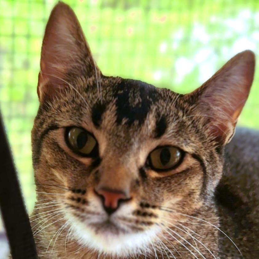 Emu, a Adoptable mixed breed in Brighton, MO image 2/3