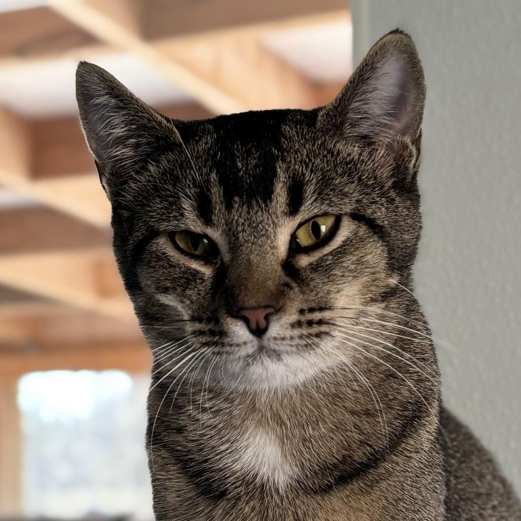 Emu, a Adoptable mixed breed in Brighton, MO image 2/4