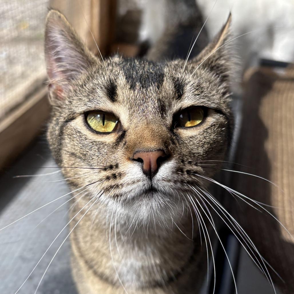 Emu, a Adoptable mixed breed in Brighton, MO image 3/4