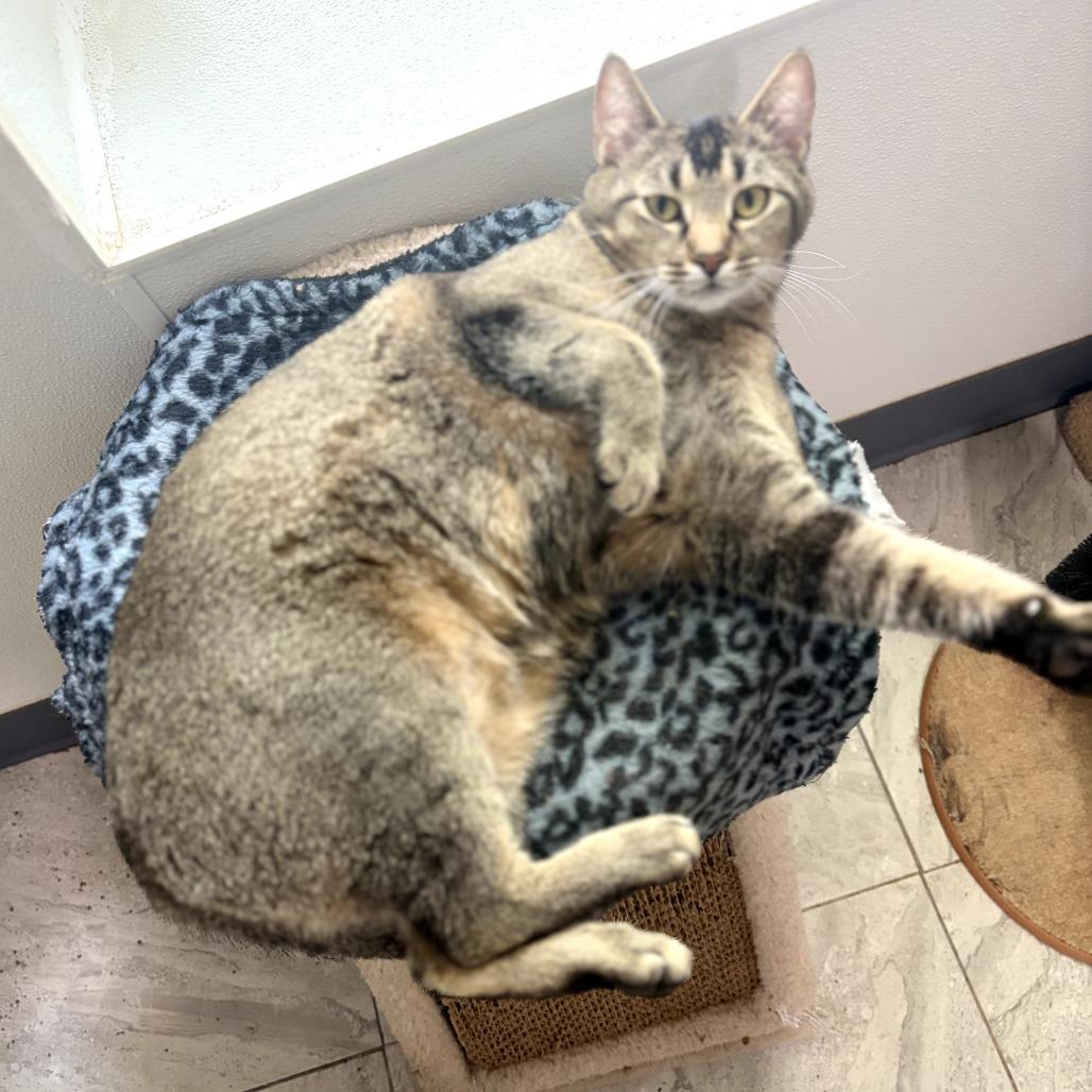 Emu, a Adoptable mixed breed in Brighton, MO image 3/3