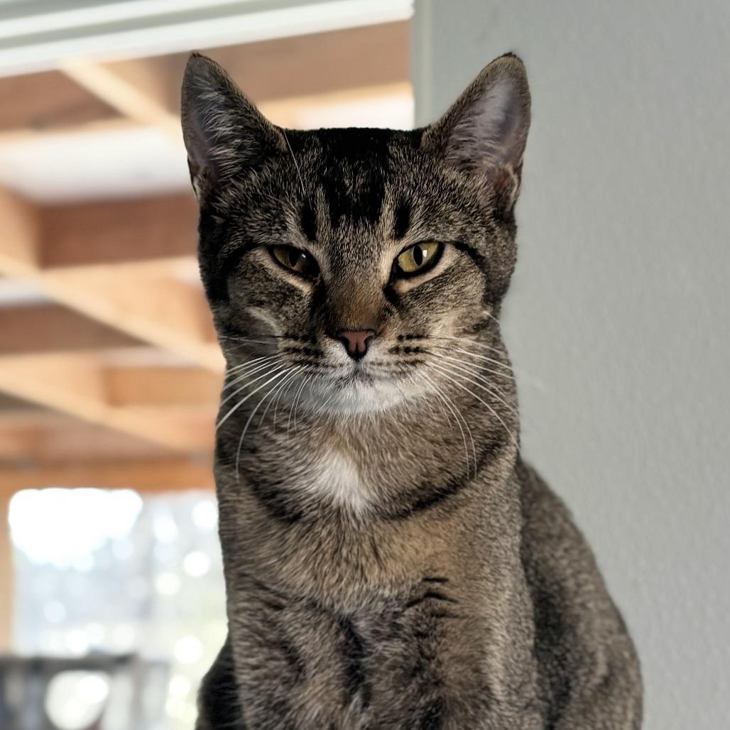 Emu, a Adoptable mixed breed in Brighton, MO image 4/4