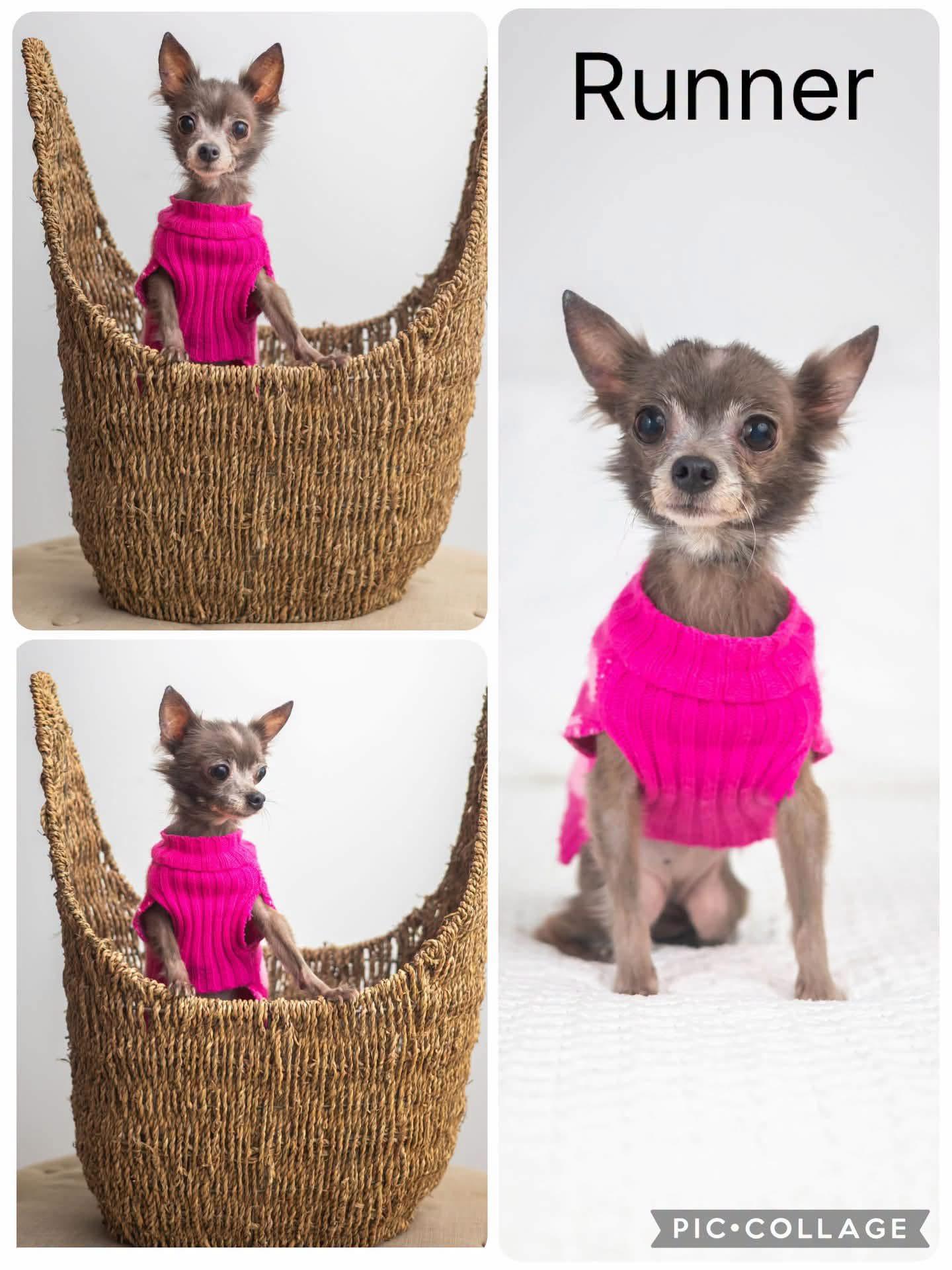 Enlarge Runner, a Adopted Chihuahua in Enterprise, AL image 1/1